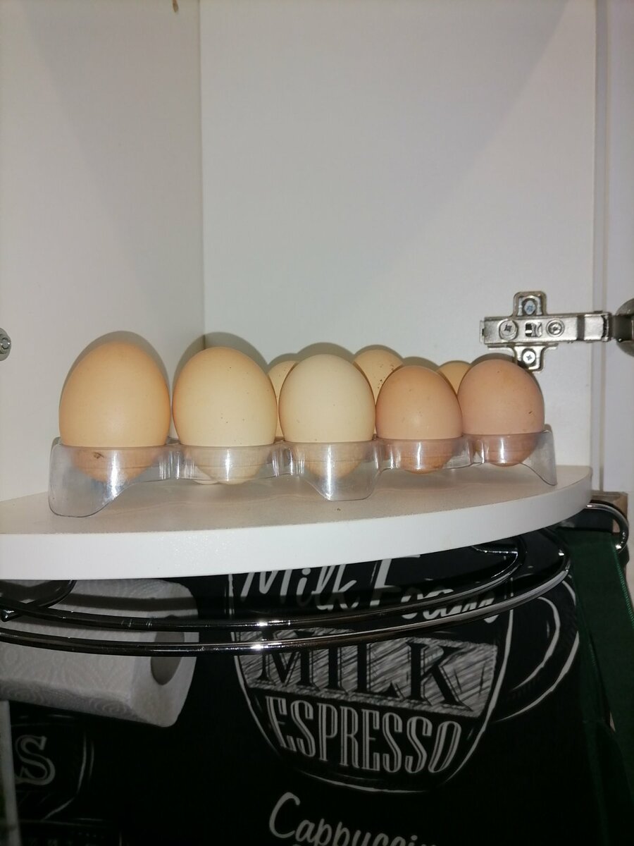 Сколько хранятся куриные яйца без холодильника. Яйца в холодильнике. Хранение яиц. Хранение домашнего яйца. Хранение яиц в холодильнике.